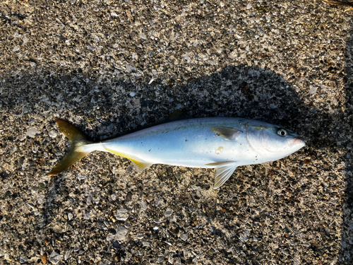 イナダの釣果