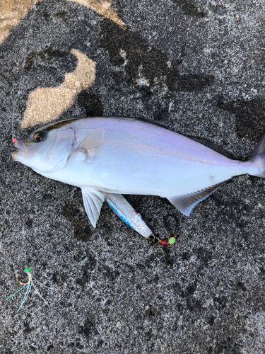 ショゴの釣果