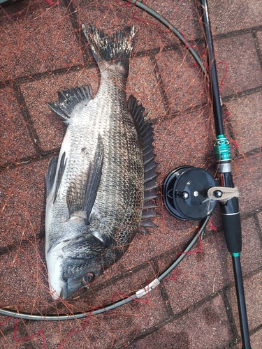 クロダイの釣果