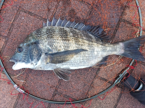 クロダイの釣果