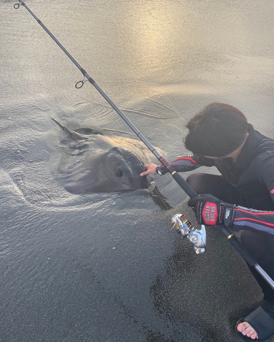 アカエイの釣果