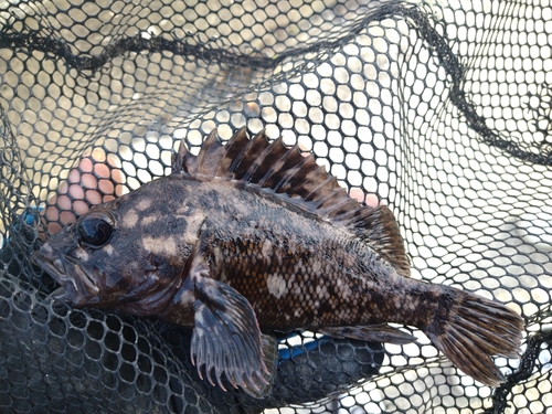 ムラソイの釣果