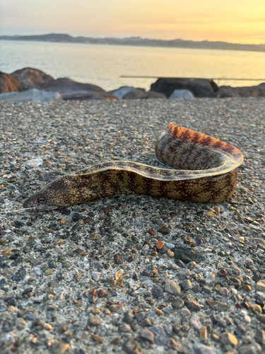 ウツボの釣果