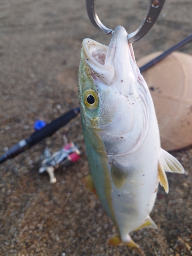 ワカシの釣果