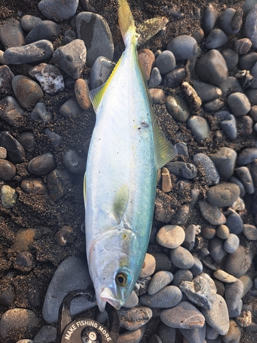 ワカシの釣果