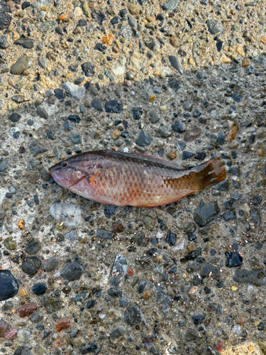 ベラの釣果