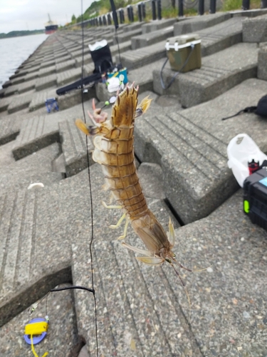 シャコの釣果