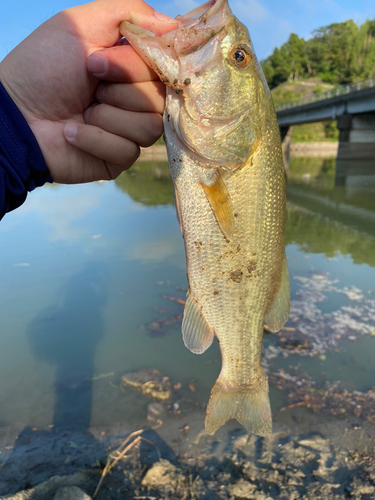 ラージマウスバスの釣果