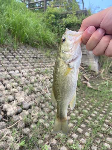 ラージマウスバスの釣果