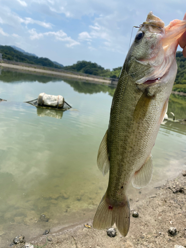 ラージマウスバスの釣果