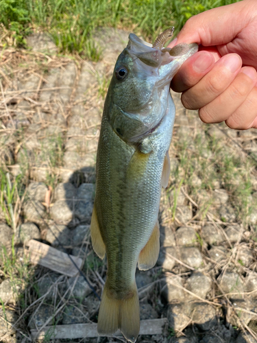 ラージマウスバスの釣果