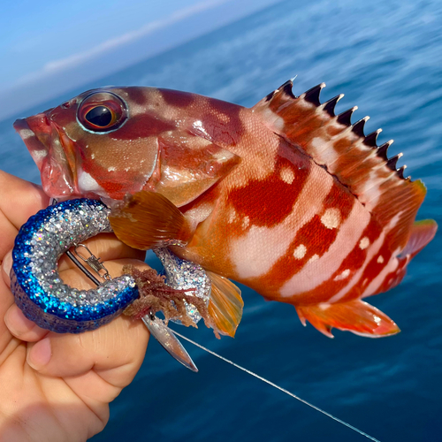 アカハタの釣果