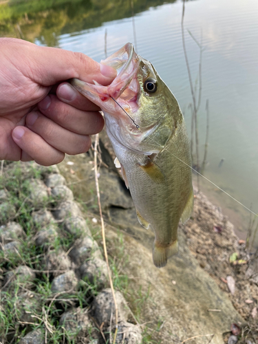 ラージマウスバスの釣果