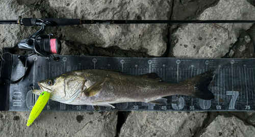 シーバスの釣果