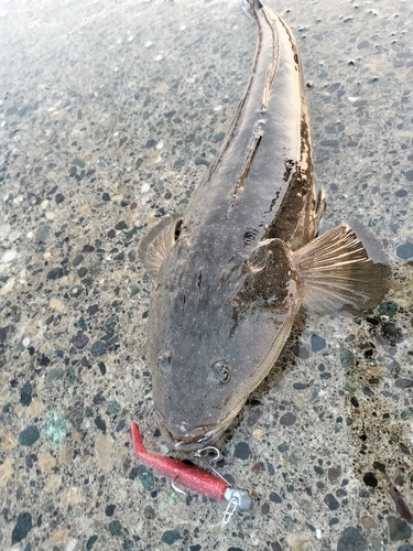 マゴチの釣果