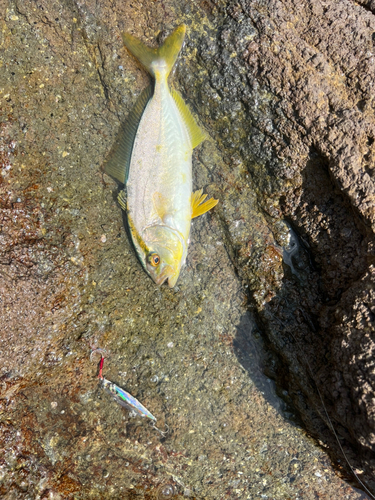 ショゴの釣果