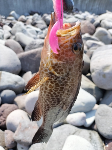 オオモンハタの釣果