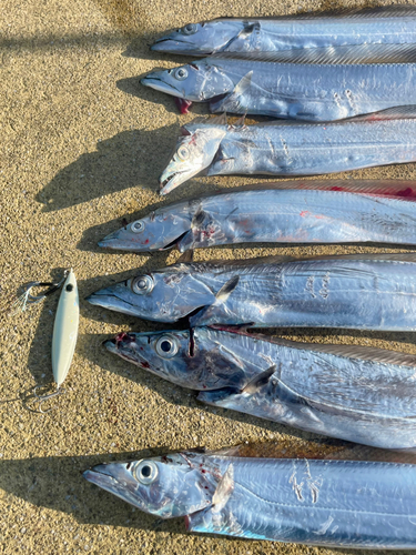 タチウオの釣果