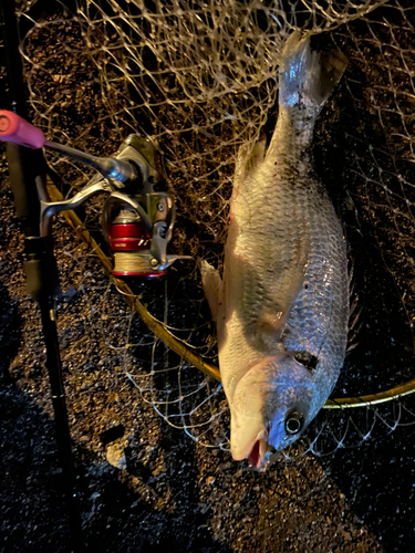 キビレの釣果