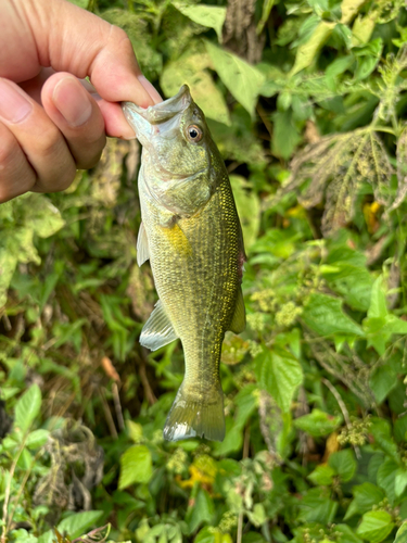 ラージマウスバスの釣果