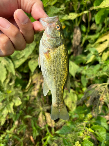 ラージマウスバスの釣果