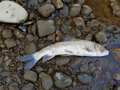 ニゴイの釣果