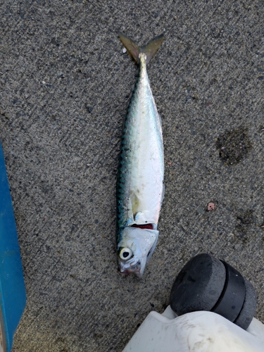 マサバの釣果