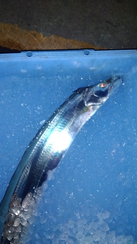 タチウオの釣果