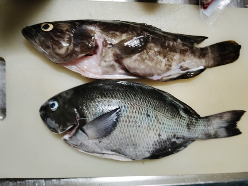 釣果