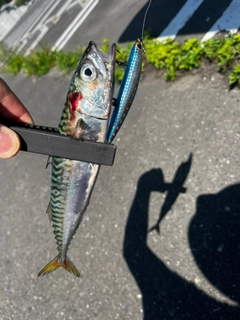 サバの釣果