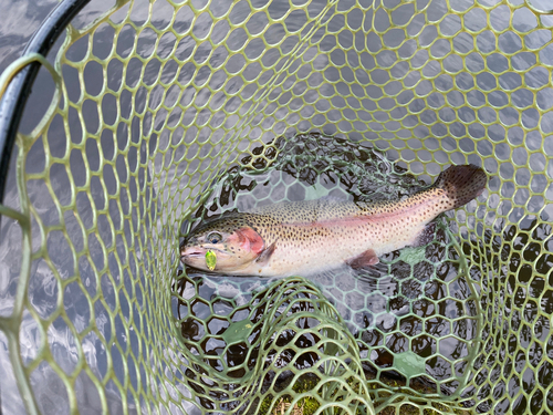 ニジマスの釣果