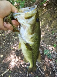 ラージマウスバスの釣果