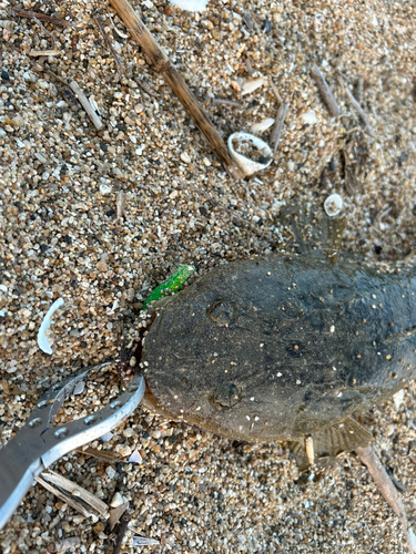 マゴチの釣果