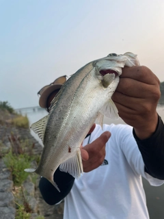 スズキの釣果