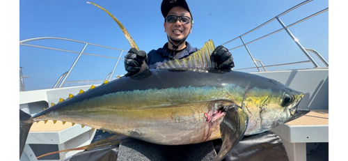 キハダマグロの釣果