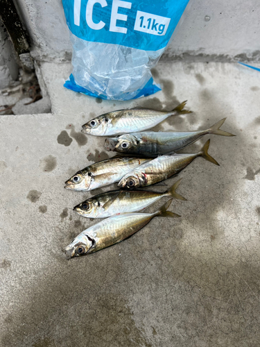 マアジの釣果