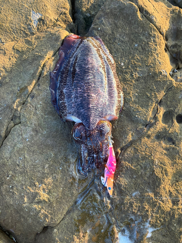 コウイカの釣果