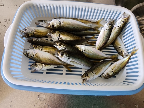 アジの釣果