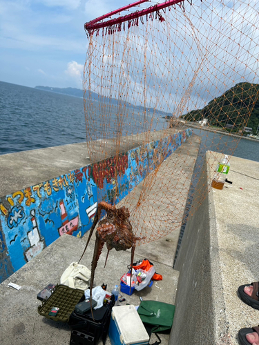 タコの釣果