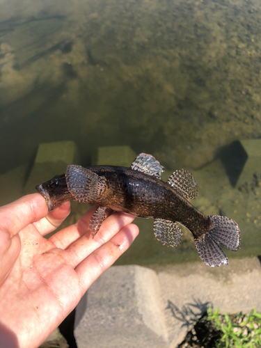 カワアナゴの釣果