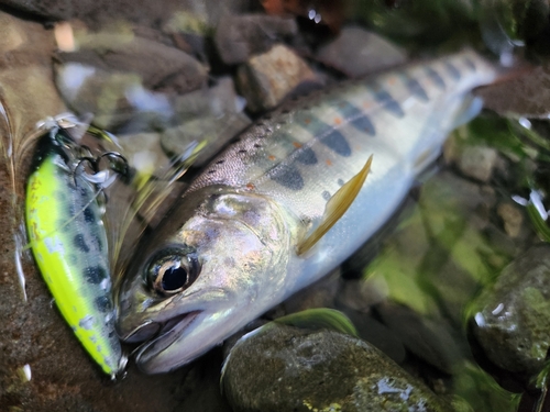 アマゴの釣果