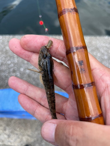 マハゼの釣果