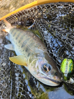 アマゴの釣果