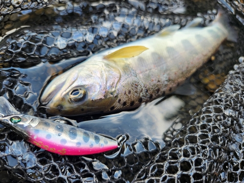 アマゴの釣果