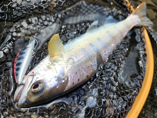 アマゴの釣果