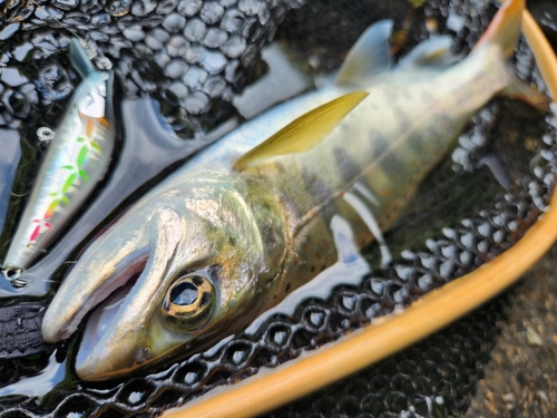 アマゴの釣果