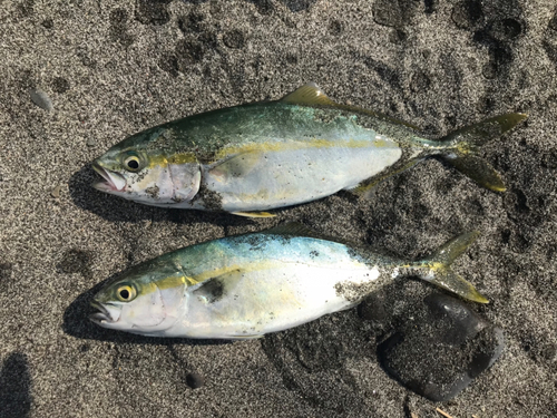 ワカシの釣果