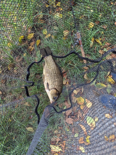 マブナの釣果