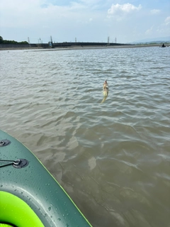 ハゼの釣果