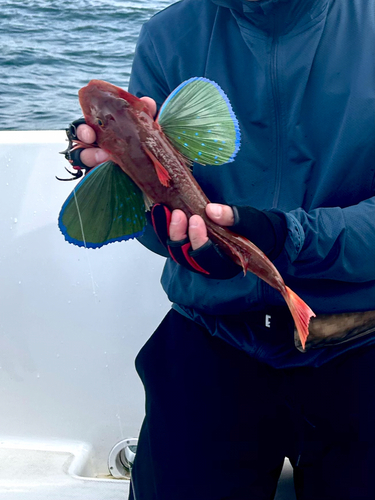 ホウボウの釣果